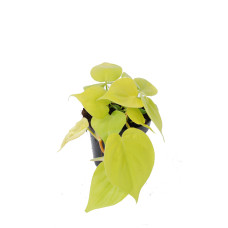 Philodendron scandens Micans Lime
