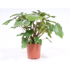 24cm Homalomena rubescens Maggy