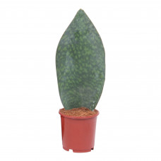 Sansevieria Victoria