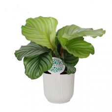 Calathea orbifolia in ELHO ® Vibes Fold Rond (zijdewit)