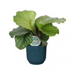 Calathea orbifolia in ELHO ® Vibes Fold Rond (diepblauw)