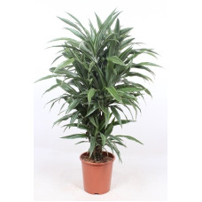 Dracaena fragrans Warneckei