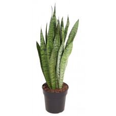 Sansevieria Zeylanica