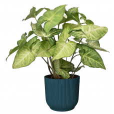 Syngonium podophyllum White Butterfly in ELHO ® Vibes Fold Rond (diepblauw)