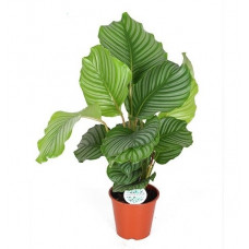 Calathea Orbifolia