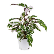 Calathea Fusion White