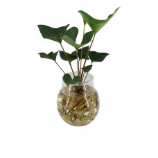 Anthurium Arrow op water