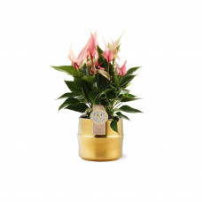 Anthurium Lilli in Bordeaux Gold