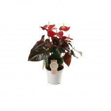 Anthurium 