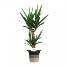 Yucca in plantenmand Sumatra