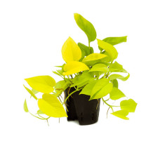 Scindapsus (Epipremnum) Golden pothos (hydro)