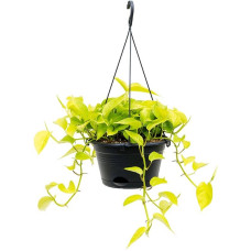 Scindapsus (Epipremnum) Golden Pothos