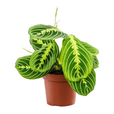 Maranta leuconeura Lemon