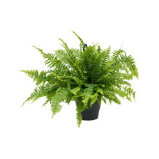 Nephrolepis exaltata Boston