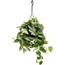 Scindapsus pictus Silvery Ann (hangplant)
