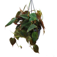 Philodendron scandens Micans (hangpot)