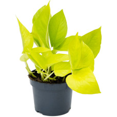 Scindapsus (Epipremnum) Golden pothos 