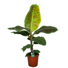 Musa Dwarf Cavendish Musa Dwarf Cavendish
