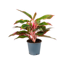 Aglaonema Crete