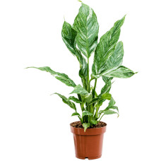 Spathiphyllum Diamond
