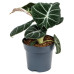 Alocasia Black Velvet Alocasia Black Velvet