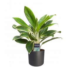 Aglaonema White Lime in ELHO b. for soft (antraciet)