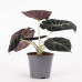 Alocasia Black Velvet Alocasia Black Velvet