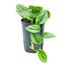 Philodendron Metal Green (hydrocultuur)