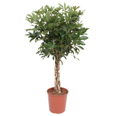 Schefflera arboricola Compacta (met gevlochten stam)