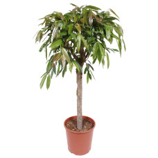 Ficus binnendijkii Amstel King