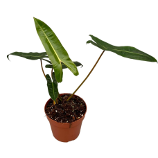 Philodendron Billietaie