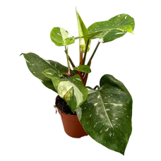 Philodendron White Princess