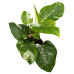 Philodendron White Princess