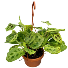 Calathea maranta Light Veins