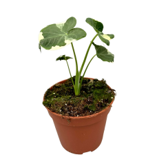 Alocasia Mickey mouse