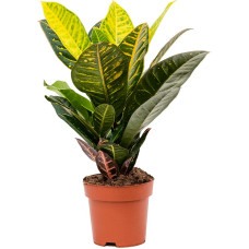 Croton (Codiaeum) variegatum Petra