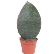 Sansevieria Victoria