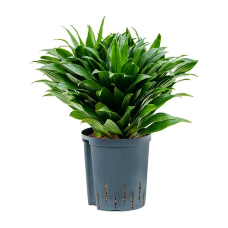 Dracaena fragrans Compacta (HYDRO)