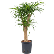 Pleomele (Dracaena) Anita (HYDRO)