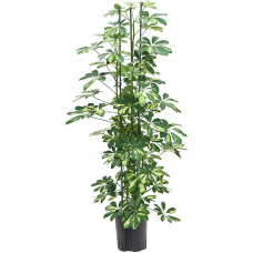 Schefflera arboricola Gold Capella (HYDRO)