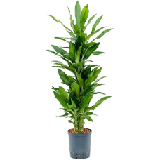 Dracaena fragrans Burundii (HYDRO)