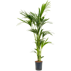 Kentiapalm of Howea forsteriana (HYDRO)