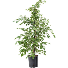 Ficus benjamina Golden king (HYDRO)