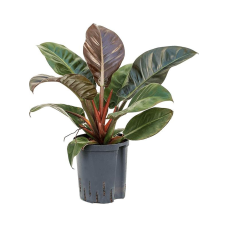 Philodendron Imperial Red (HYDRO)