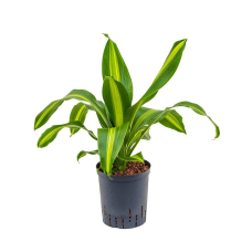 Dracaena fragrans Burley (HYDRO)
