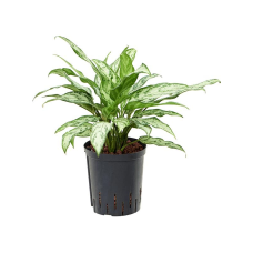 Aglaonema Silver Queen (HYDRO)