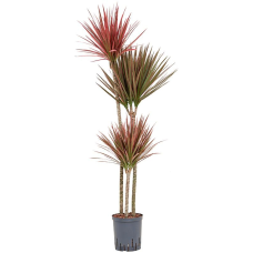 Dracaena marginata Red (HYDRO)